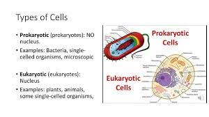 The cell is the basic unit of life. Types Of Cells Prokaryotic Prokaryotes No Nucleus Ppt Download
