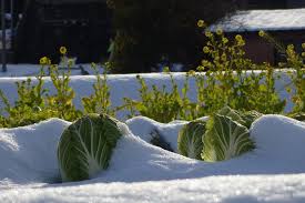 Mon jardin sous la neige. La Neige Et Le Jardin Est Ce Vraiment Un Probleme