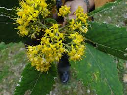 Image result for Senecio sp.no.2