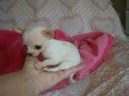 Teacup Puppies For Sale In Los Angeles Cute Puppies Chihuahua Puppies For Sale Chihuahua Puppies Teacup Puppies
