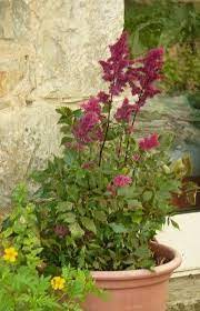 Growing Conditions For Plums How To Take Care Of Plum Trees Potted Plants Outdoor Astilbe Plants