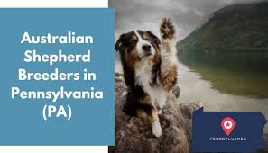 Maybe you would like to learn more about one of these? 11 Australian Shepherd Breeders In Pennsylvania Pa Australian Shepherd Puppies For Sale Animalfate