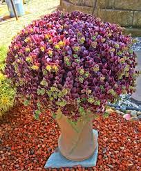 60 Beautiful Succulent Ideas For Summer Planting Succulents Succulent Gardening Plants