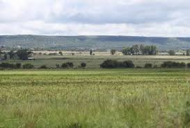 Image result for Pavetta mocambicensis