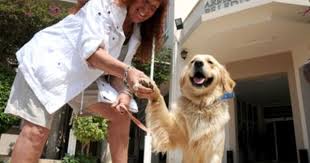 Marmaris Ten Ingiltere Ye Ajanimo Gundem Haber Golden Retriever Marmaris Ve Hayvan