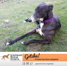 Greyhounds are intelligent, friendly dogs with a gentle and sensitive temperament, well suited to a variety of different lifestyles. Greyhound Rescue Vic Greysrescuevic Twitter