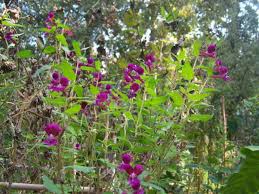 Image result for Cuphea