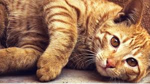 The original mill 'de kat' was built in 1646 as an oil mill. Alles Over Katten En Kittens Cat Care