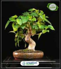 To enable aerial root growth in our homes a humidity of nearly 100% must be achieved artificially. Vamsha Nature Care Live King Sago Palm Tree Great For Landscape Plant Best Price In India Vamsha Nature Care Live King Sago Palm Tree Great For Landscape Plant Compare Price List