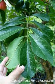 Image result for Blighia