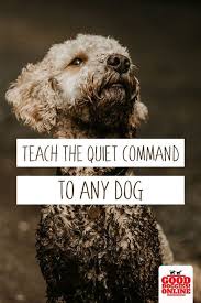 How To Teach The Quiet Command And Get Your Dog To Stop Barking On Cue Dog Training Obedience Dog Training Dog Obedience