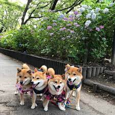 柴日和 on instagram 調子に乗って紫陽花も浴衣姿で 色々な色の紫陽花綺麗だね 柴犬 柴犬多頭飼い 4 柴 わんともの輪 シバフル 柴犬ライフ 食欲大魔王いぬ部会 権現堂 権現堂あじさい祭り 花活 ながの shiba inu pets animals