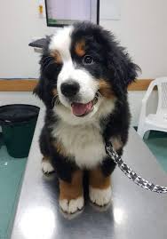 Whether to adopt or to work with a breeder for your new bernese mountain dog puppy is a personal choice that requires research. Pin By Slow Dreamy On Dog Breeds Cute Animals Cute Baby Dogs Cute Baby Animals