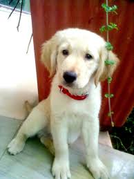 English cream golden retriever puppies! What Are The Major Downsides Of Having A Golden Retriever Quora