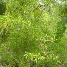 Image result for Asparagus africanus