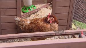 See more ideas about chickens, chickens backyard, backyard poultry. Cdc Links Backyard Chickens To Nationwide Salmonella Outbreaks Chicago News Wttw