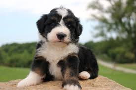 Our bernedoodle puppies come from wonderful lines, and they make for great family pets. Black Tri Mini Bernedoodle Denver Colorado