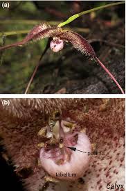 .64 chapter 63 chapter 62 chapter 61 chapter 60 chapter 59 chapter 58 chapter 57 chapter 56 chapter 55 chapter 54 chapter 53 chapter 52 chapter 51 chapter 50.5 advent life revision. Disentangling Visual And Olfactory Signals In Mushroom Mimicking Dracula Orchids Using Realistic Three Dimensional Printed Flowers Policha 2016 New Phytologist Wiley Online Library