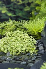 Image result for Hydrocotyle sibthorpioides