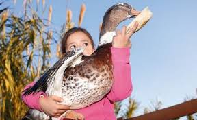 Soll Man Enten Mit Altem Brot Futtern Sz Magazin