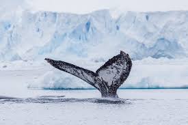 Animals In Antarctica You Can See During A Visit Antarctica Travel Antarctica Antarctica Cruise