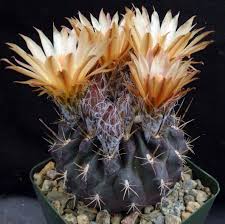 Image result for Eriochrysis