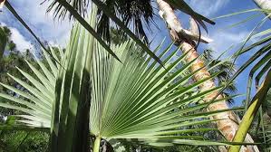 Image result for Borassus