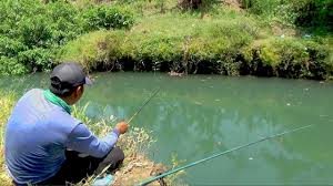 Cara mancing kakap putih di siang hari : Mancing Di Air Payau Target Kakap Putih Umpan Udang Vaname Youtube
