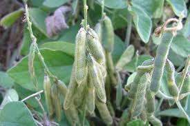 Image result for Neonotonia wightii