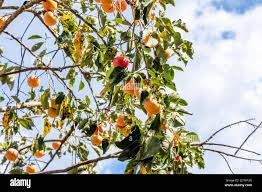 Image result for Manilkara kauki