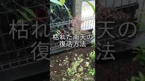 枯れた南天復活方法 Youtube