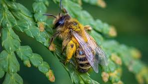 Males therefore do not have stingers and pose no threat. Bumblebees Vs Honeybees What S The Difference And Why Does It Matter The Student Conservation Association