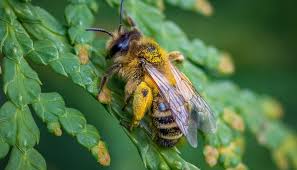 Worker bees are sterile females, and are able to sting because the ovipositor has. Bumblebees Vs Honeybees What S The Difference And Why Does It Matter The Student Conservation Association