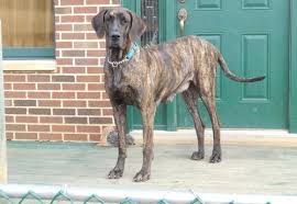 Where is great dane rescue? Great Dane Puppy For Sale Adoption Rescue For Sale In Loudonville Ohio Classified Americanlisted Com