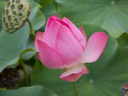 Il fiume dell'india dai fiori rosa che incanta con i suoi colori accesi. Giardini