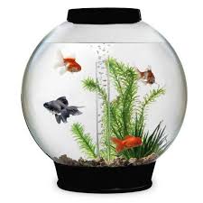 It took a while for the large 500 liter trickle filter to work. Fish Tanks In Kolkata Latest Price Mandi Rates From Dealers In Kolkata