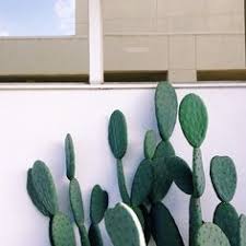 Oasis in hill sand and sun hot. 35 Aie Ideas Cacti And Succulents Plants Planting Flowers