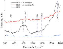Image result for Endostemon tereticaulis