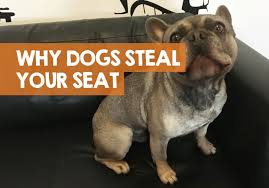 The training secrets that dog experts use daily. Why Does My Dog Sit In My Spot When I Get Up Results