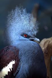 Bird With Crazy Hair On Head Pin By Jackie Brown On Birds Pet Birds Beautiful Birds Pretty Birds