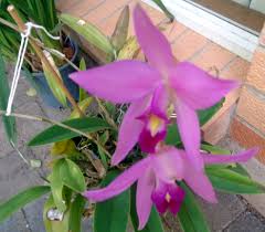 Image result for Orthochilus milnei