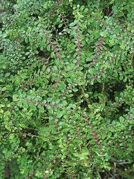 Image result for Pilea microphylla