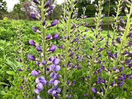 Image result for Indigofera vicioides
