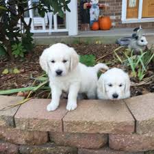 Prices may vary according to how titled the parents are (either in the show ring or as hunting dogs). Starlit S English Cream Golden Retrievers Home Facebook