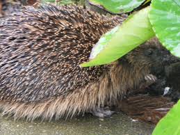 egel in de tuin igel