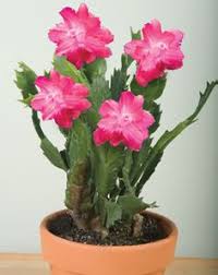 See more ideas about christmas cactus, cactus, easter cactus. 24 Best Schlumbergera Ideas Christmas Cactus Easter Cactus Cactus