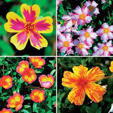 The History Of Portulaca Umbraticola In Cultivation Portulaca Flowers Trees To Plant Plants