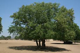 Image result for Xanthocercis zambesiaca