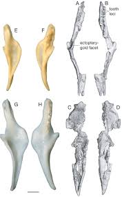 For example, above ground, its stem is flexible and encased in a thick outer covering. A Nearly Complete Skeleton Of The Oldest Definitive Erycine Boid Messel Germany