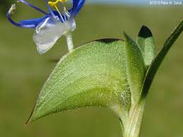 Image result for Commelina
